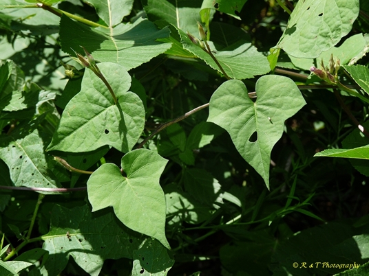 {Ipomoea triloba}